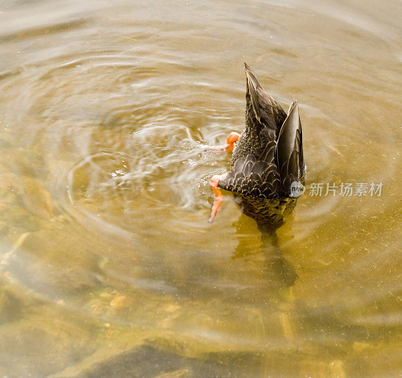 American Black Duck, feeding